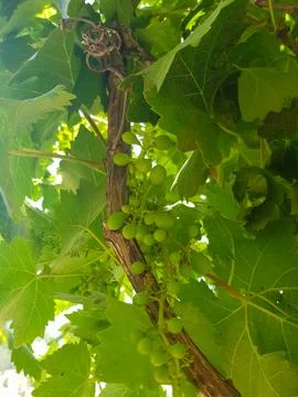 View of Grapes from Below Stock Photos