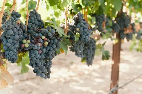 View of Grapes on a Vine Stock Photos