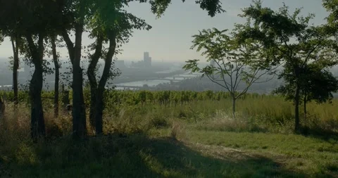 View on grapevine fields near Vienna Stock Footage 316559884