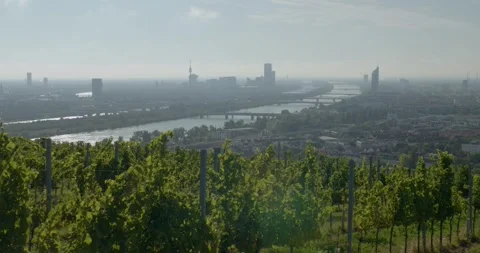View on grapevine fields near Vienna Stock Footage 316559885