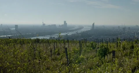 View on grapevine fields near Vienna Stock Footage 316559886
