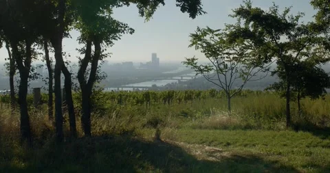 View on grapevine fields near Vienna Stock Footage 316559887
