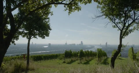 View on grapevine fields near Vienna Stock Footage 316559914
