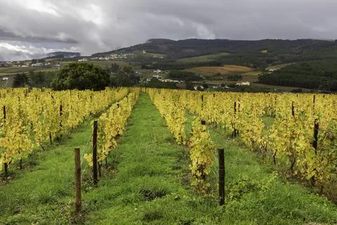 View of grapevines in Douro Valley wineries in Portugal Stock Photos