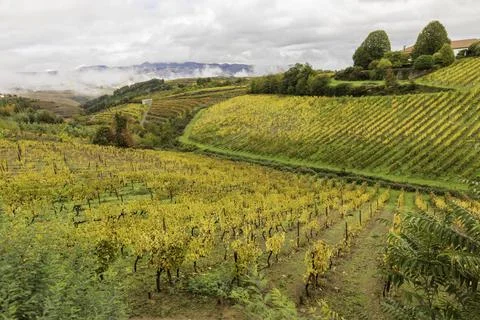 View of grapevines in Douro Valley wineries in Portugal Stock Photos