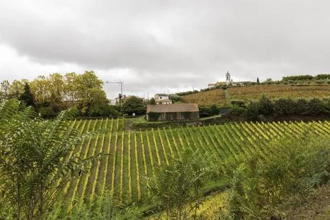 View of grapevines in Douro Valley wineries in Portugal Stock Photos