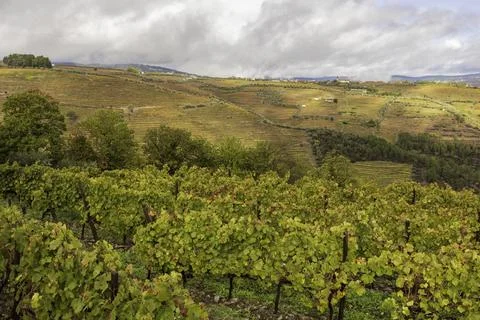 View of grapevines in Douro Valley wineries in Portugal Stock Photos