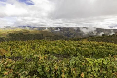 View of grapevines in Douro Valley wineries in Portugal Stock Photos