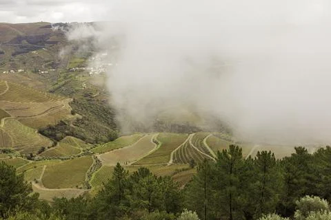 View of grapevines in Douro Valley wineries in Portugal Foto stock