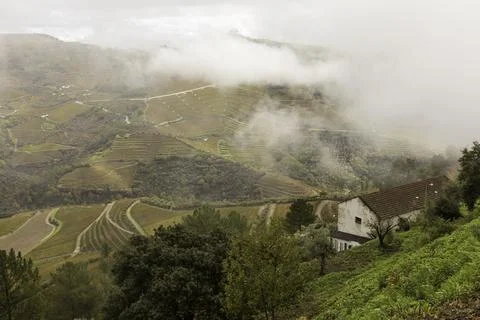 View of grapevines in Douro Valley wineries in Portugal Stock Photos
