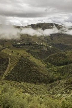 View of grapevines in Douro Valley wineries in Portugal Stock Photos