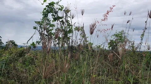 View of grass and leaves in the mountainous area 스톡 동영상 335185486