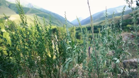 View of the grass on the background of a mountain landscape 스톡 동영상 112399889