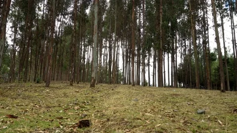 View from the grass floor walking through a pine forest 動画素材 164561358