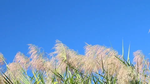 View of grass flowers and blue sky,  countryside Chiangmai province  Thailand Stock-Footage 165534849