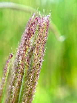 View of grass in the forest Фото
