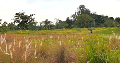 View of Grass Land in Garden Stock Footage 158493287