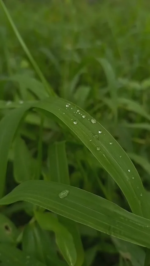 View of the grass in the morning Stock Footage 236707661