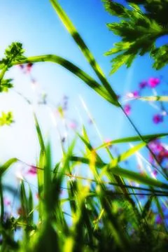 View from the grass on the sky Stock Photos