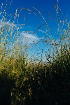 View of grass stems and blue sky from the ground, look up and see the sky Stock Photos