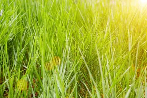View of grass in sunset Stock Photos