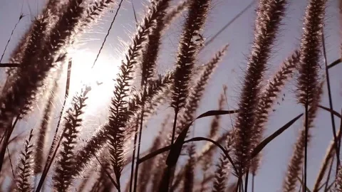 View of grass in sunshine  Stock Footage 79906720