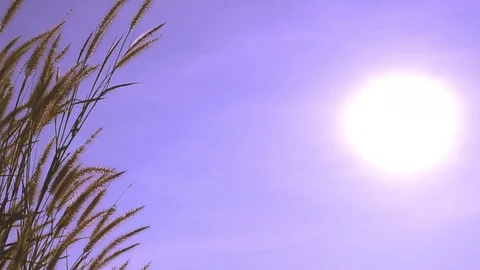 View of grass in sunshine  Stock Footage 79906753