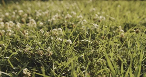 View of grass surface with white clover blossoms Stock Footage 137954916