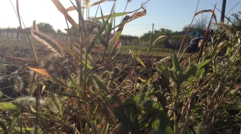View From The Grass In The Village Stock Footage 68962540