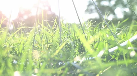View from the grass of a windy day at the park Stock-Footage 55667450