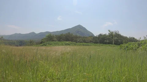 View of a grassland with grass waving to the wind in the Western ghats Video stock 96435166