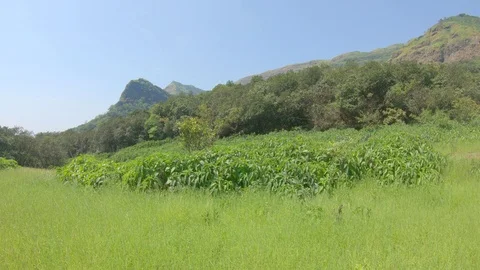 View of a grassland with grass waving to the wind Stock Footage 96435198