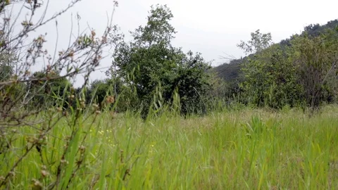 View of grassy field 스톡 동영상 75720662