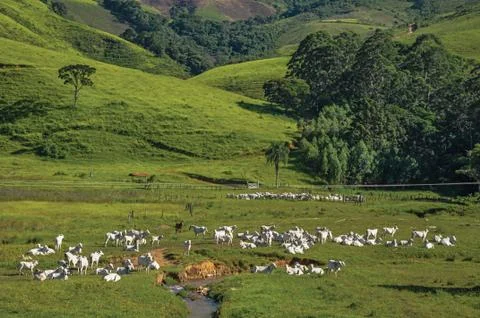 View of grassy fields with cows grazing near the town of Joanopolis. Stock Photos