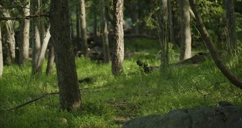 View of a grassy forest clearing Stock Footage 91886111