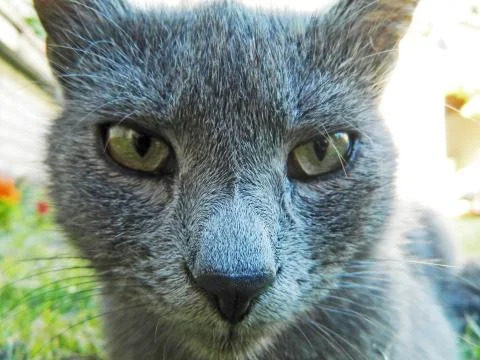 View gray cat Stock Photos