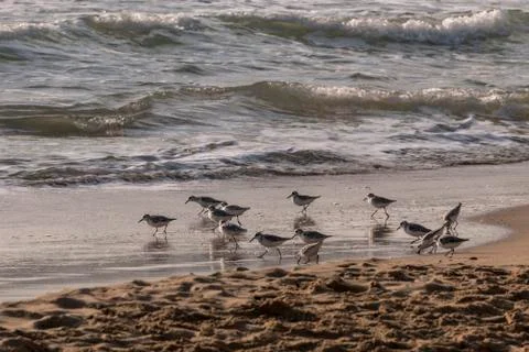 View of the gray plover on the beach Stock Photos