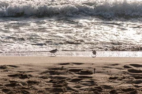 View of the gray plover on the beach Stock Photos
