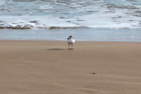View of the gray plover on the beach Stock Photos