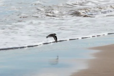 View of the gray plover on the beach Stock Photos