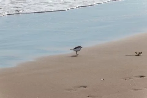 View of the gray plover on the beach Stock Photos
