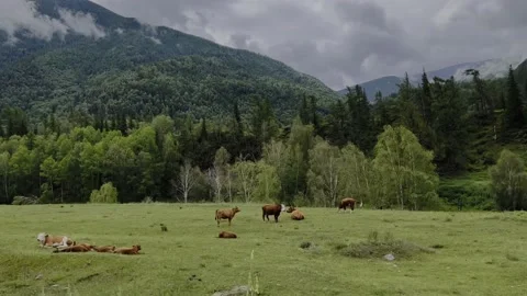 View of grazing cows in a meadow among the mountains from a moving car. Vídeos de archivo 218156058