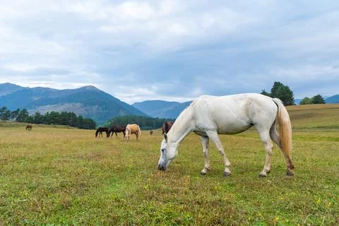 View of a grazing horses in the green mountains, Tusheti, Georgia Stock-Fotos
