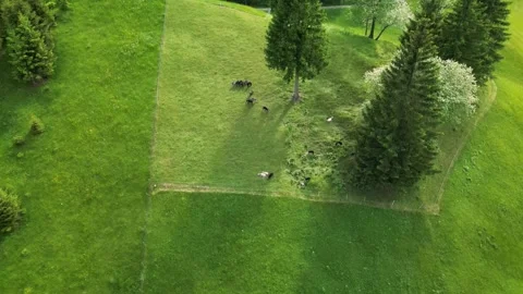 View of grazing sheep Stock Footage 246712445