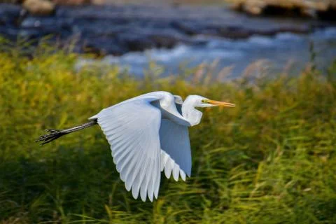 A view of Great Egret flying in the air. Stock Photos