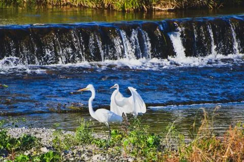 A view of Great Egret touching down to the river beach. Stock Photos