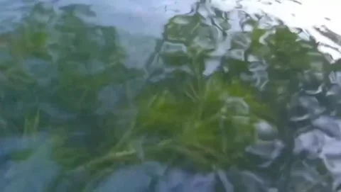 View of green algae plants found living in aquatic environments. Stock Footage 323940134