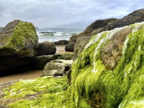 View of the green algae on the rocks of the beach with the sea in the background Foto stock