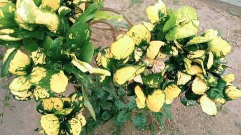 View of green and yellow leafed flowers in the garden Stock Footage 312447638