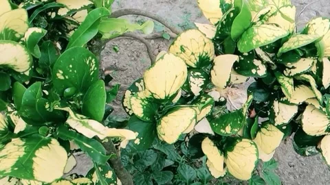 View of green and yellow leafed flowers in the garden Stock Footage 312455207